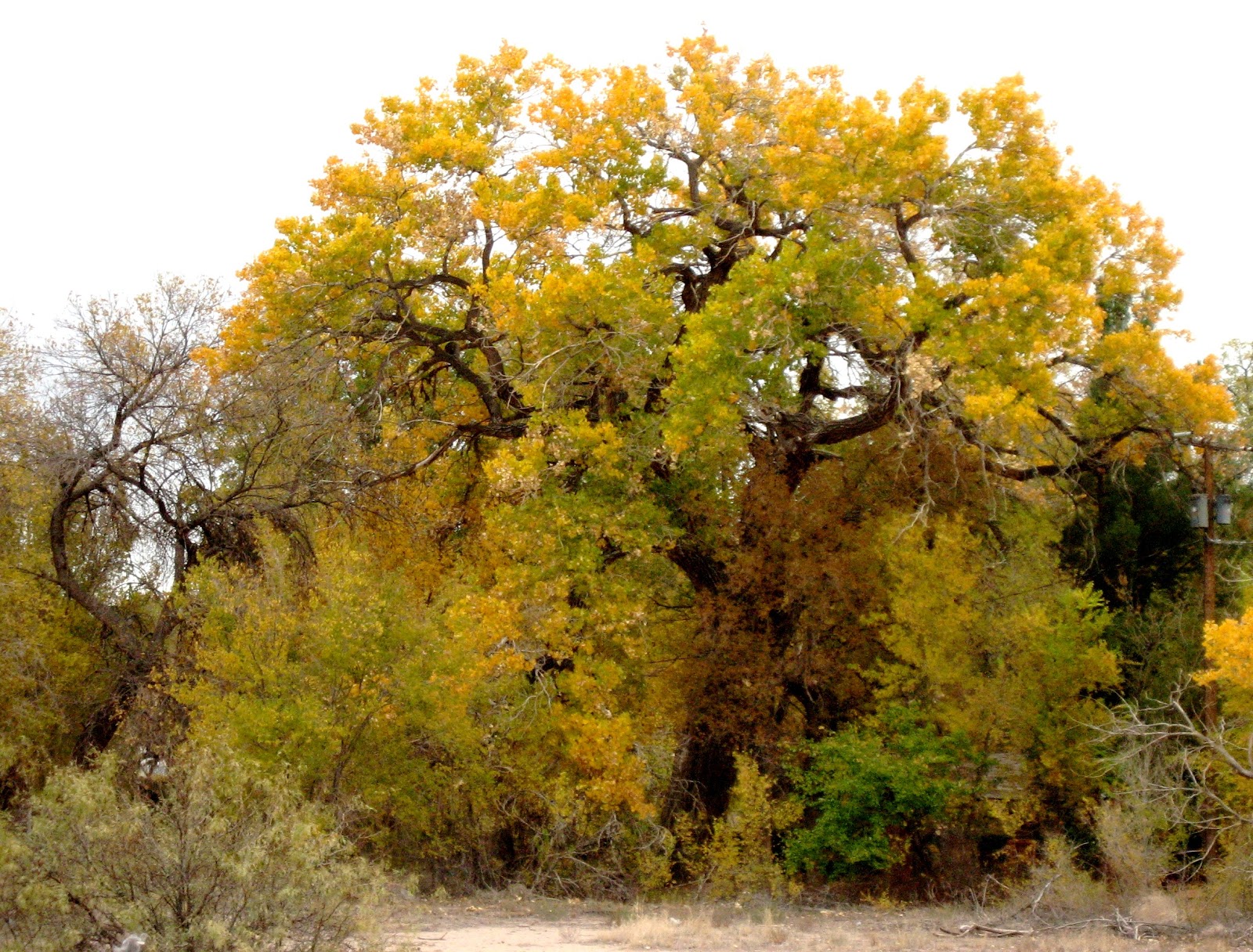Living Rootless Tularosa, New Mexico Fall Foliage