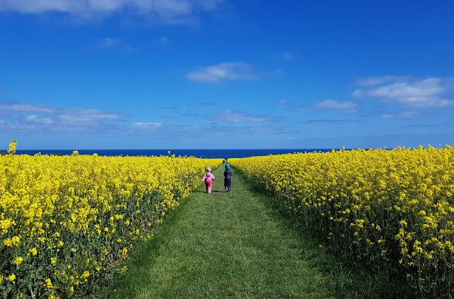 Hier bei uns im Norden: Die Rapsblüte in Schleswig-Holstein. Auf Küstenkidsunterwegs zeige ich Euch mit vielen Bildern, wie schön es ist, wenn der Raps blüht, und, wie auf unserem Ausflug mit den Kindern nach Hohenfelde, die Rapsfelder bis an die Ostsee heran reichen.