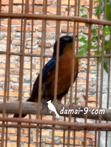 Hati Hati Saat Beli Tledekan Di Pasar Burung Bisa Jadi Warna