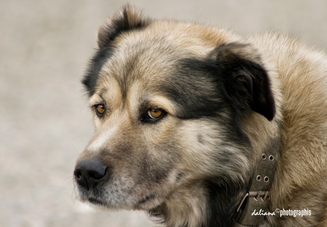 Photographis Pink Floyd Dogs