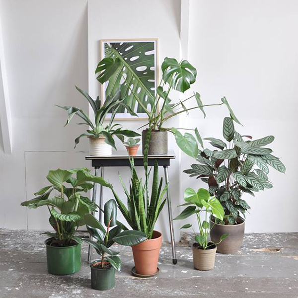 for plants lovers : Studio Joop.