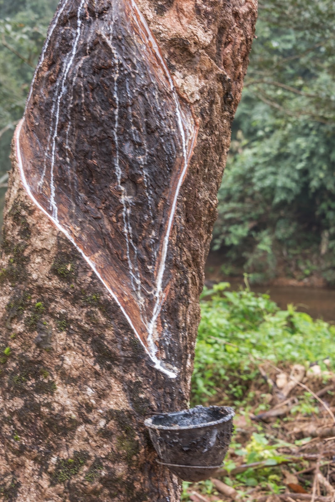 Rubber Extraction Duke Forest Lodge