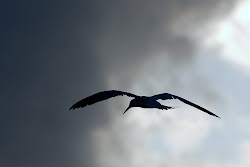 bird flying birds fly away seagulls flight towards camera once death word windows marked died jesus taken having field living