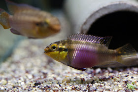 Pelvicachromis Subocellatus "moanda"