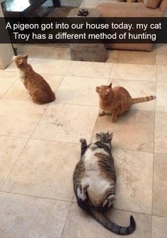 funny cat pictures