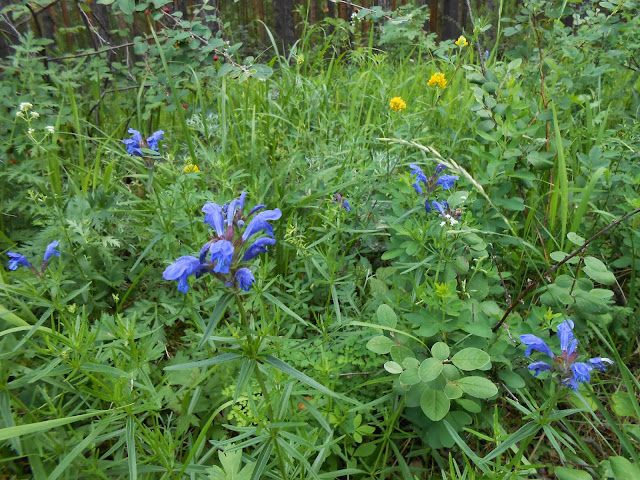 Цветы в окрестностях горы Сугомак