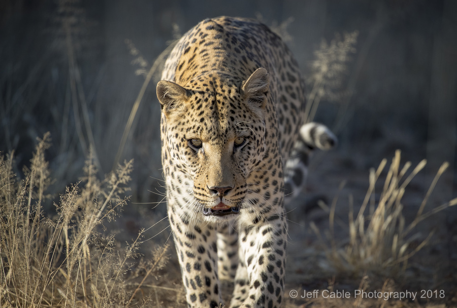 jeff-cable-s-blog-photographing-the-big-cats-of-namibia