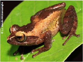Puran Appu’s Shrub Frog, Pseudophilautus puranappu, Puran Appuge panduru madiya, endemic frogs of sri lanka