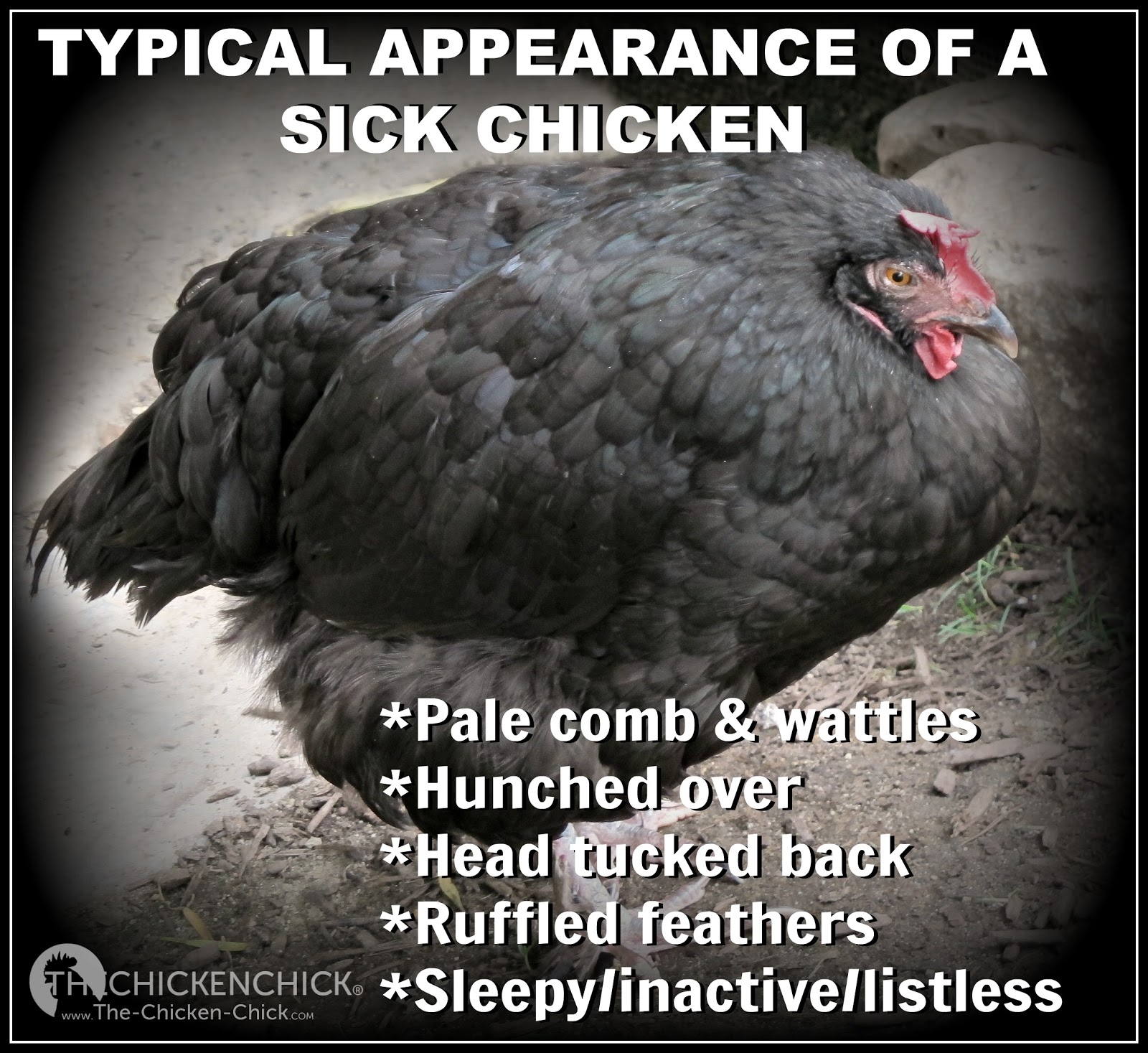 The Chicken Chick® How to Help a Sick Chicken