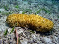 Obat Kencing Batu Paling Ampuh Menyembuhkan Sampai Tuntas