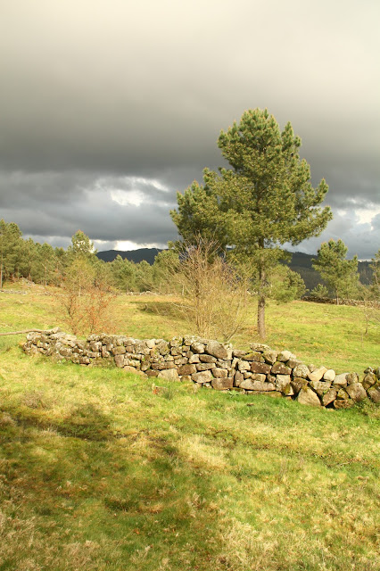 Petroglifos de Campo Lameiro