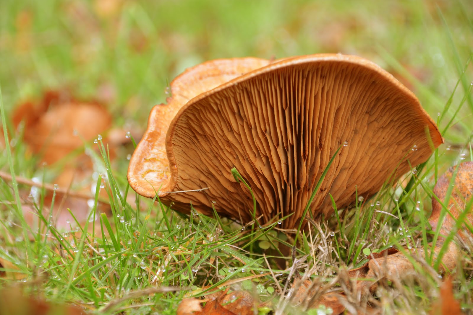 Omphalotus olearius