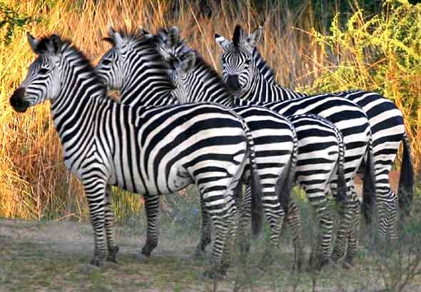 zebras have stripes zebras have stripes