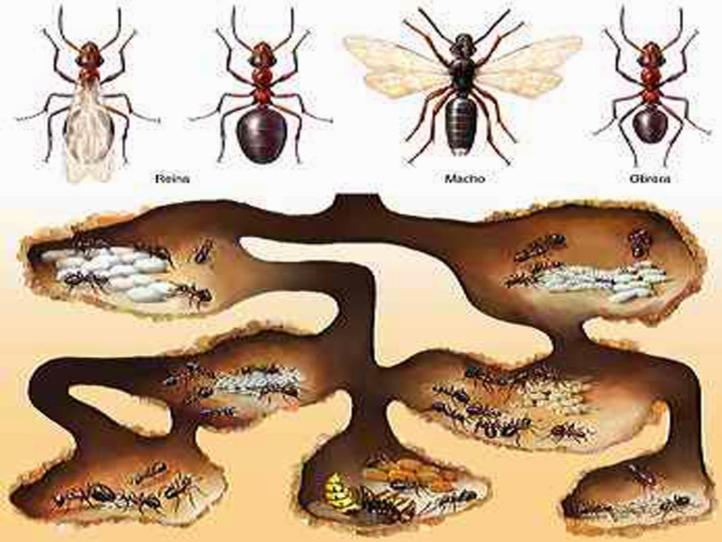 Alternativas para Cuidar el Medio Ambiente: TIPOS DE INSECTOS