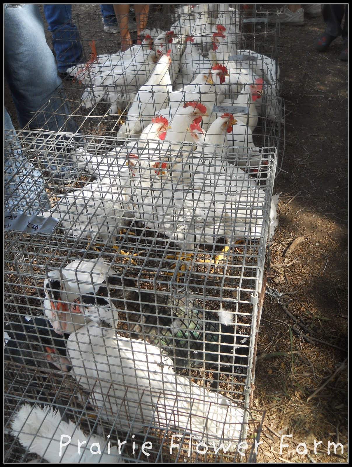 Prairie Flower Farm Yoder Chicken Auction....so much fun!