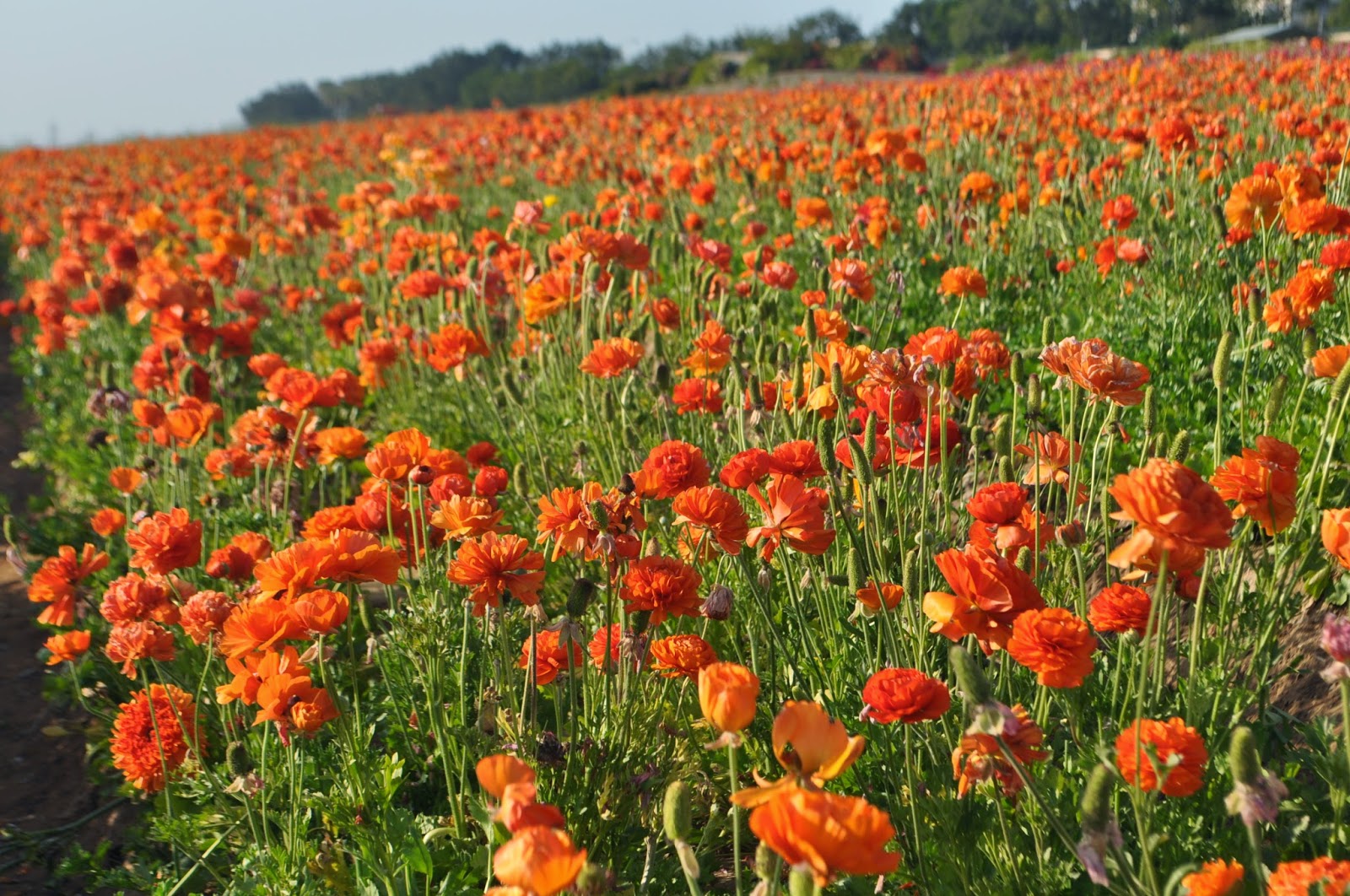A Passion for Flowers Field to Vase 2 A Breathtaking Canvas