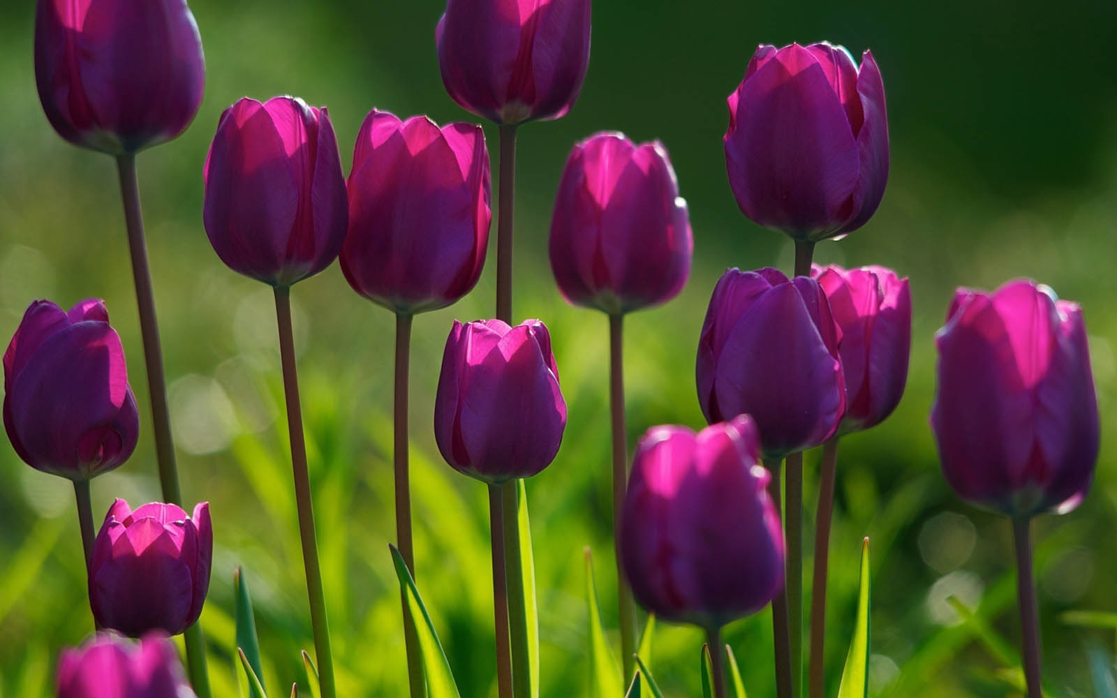 Purple Tulips Flowers Wallpapers ~ Desktop Wallpaper