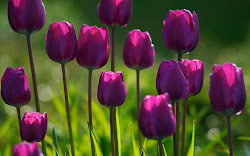 tulips flowers purple wallpapers desktop backgrounds tulip flower spring iphone bloom pretty pink plant 3d dark violet google tilip colour