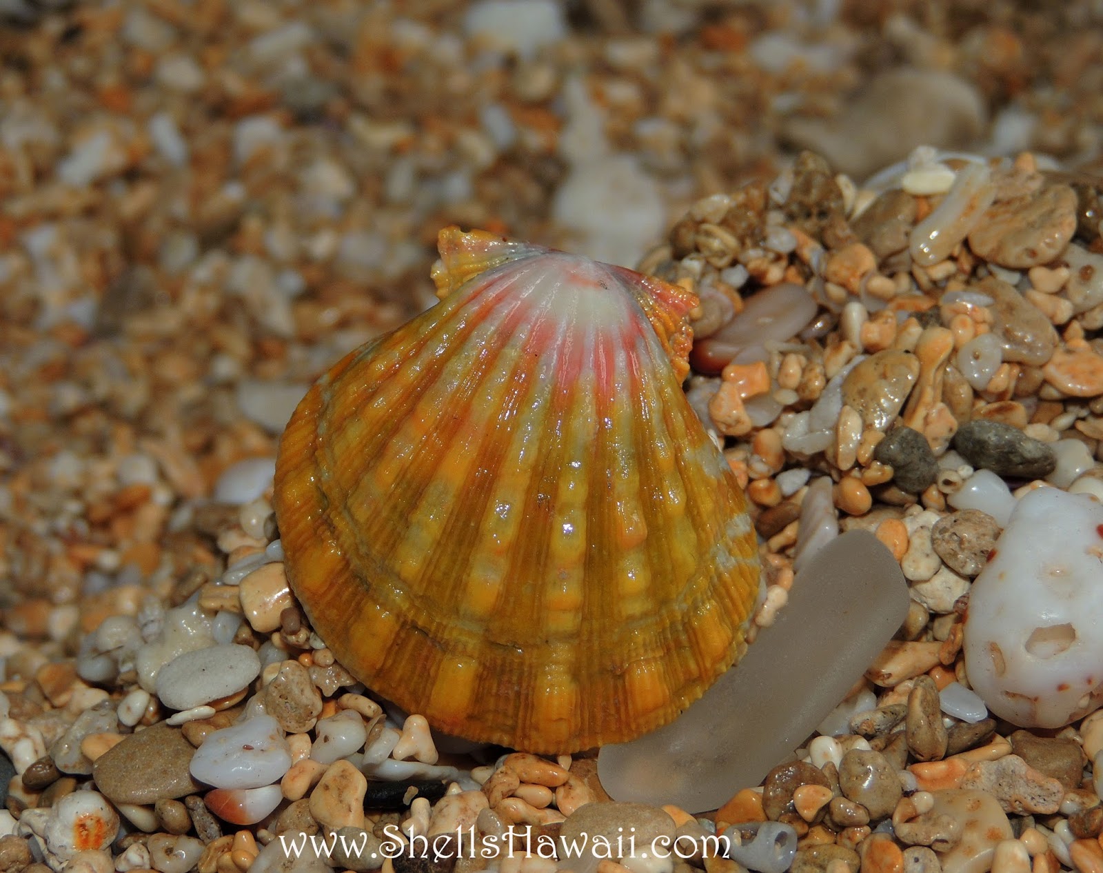 Kahelelani & Sunrise shell jewelry by.... Janjira