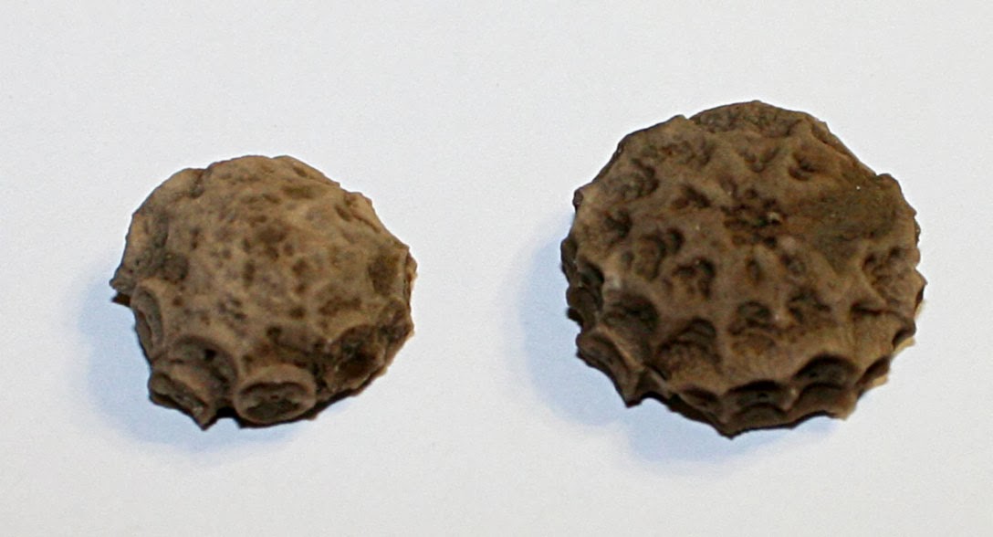 cretaceous period fossils