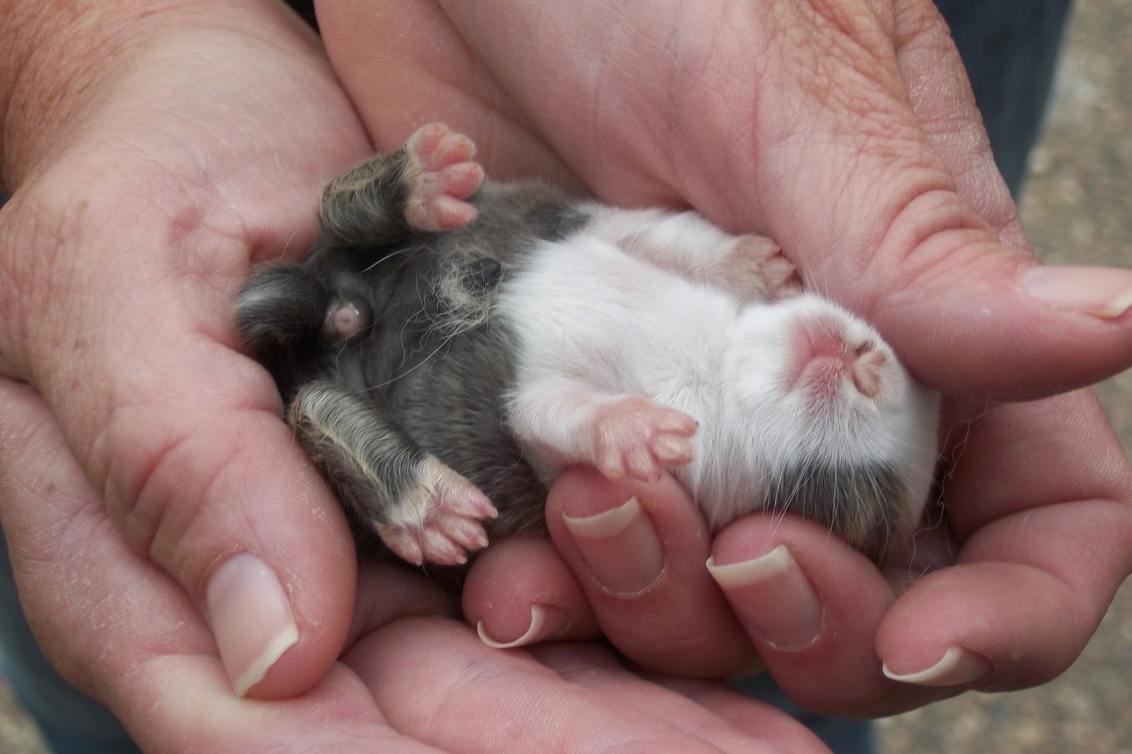 Do Dogs Have Umbilical Cords ? Anatolian Shepherd