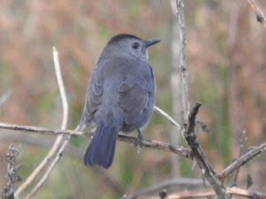 GREY CATBIRD-TREEVE MOOR-TREVESCAN-CORNWALL-16TH OCTOBER 2017