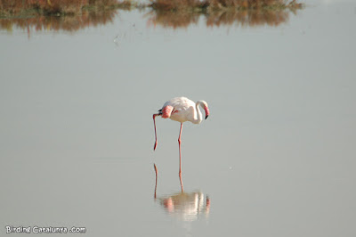 Flamenc (Phoenicopterus roseus)