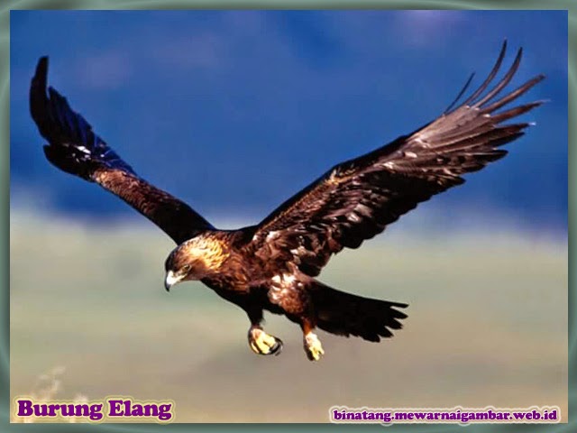Izarnazar Gambar Mewarnai Burung Elang
