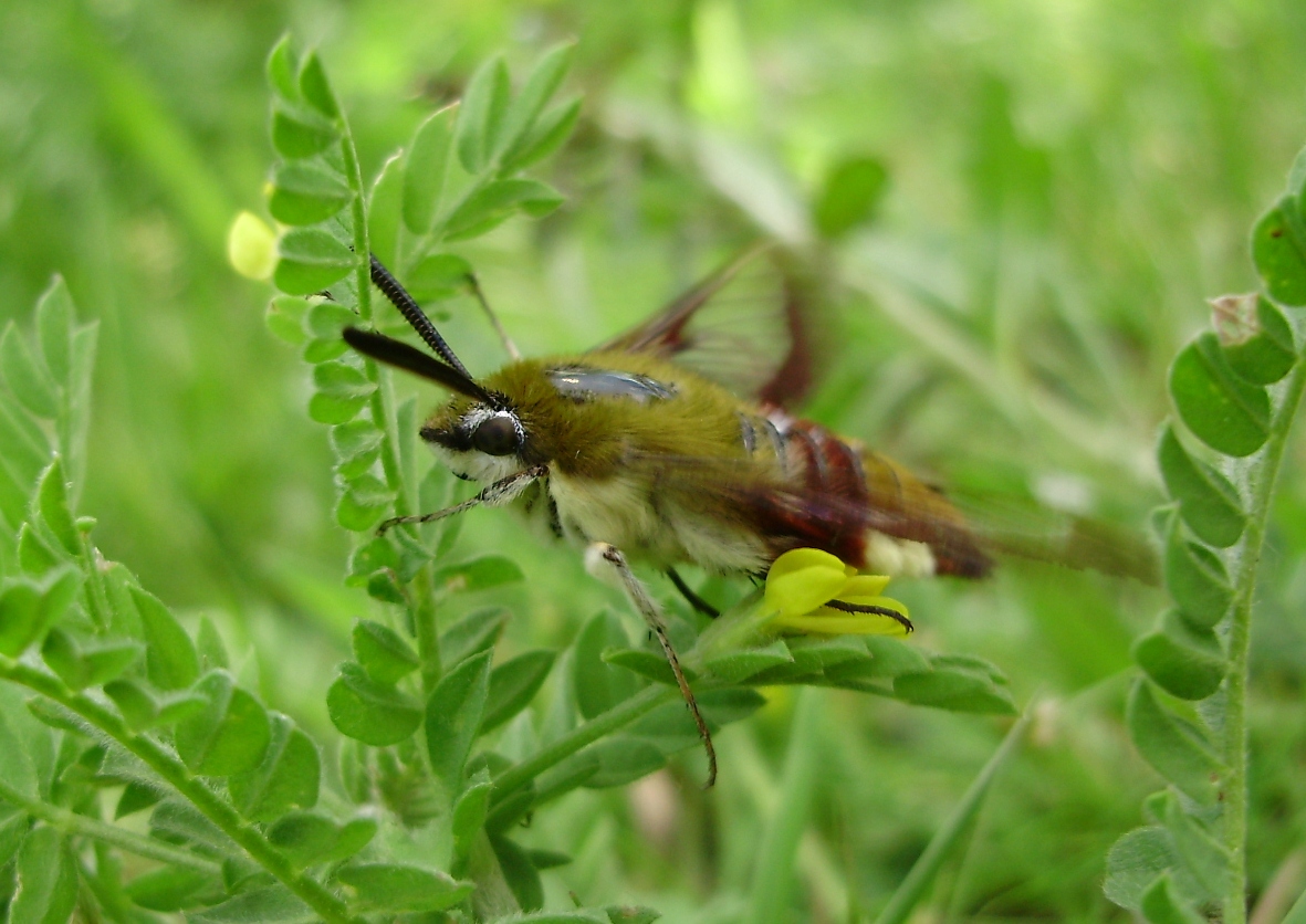 Mariposas y orugas (Volvoretas e eirugas) Mariposas diurnas y