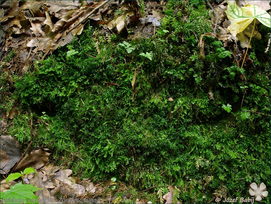 Atrichum undulatum - Żurawiec falisty