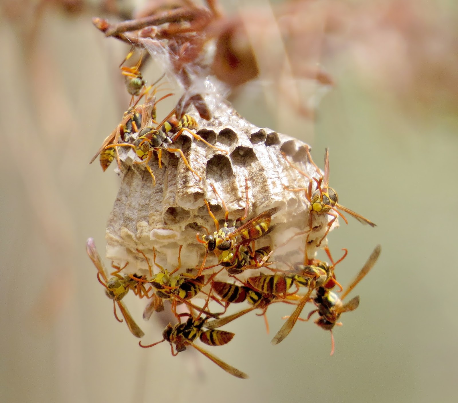 Paper wasp peak season