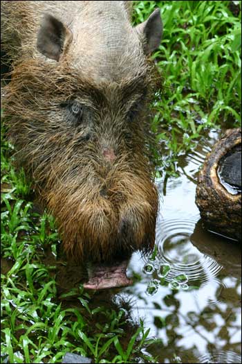 Taman Negara Bako