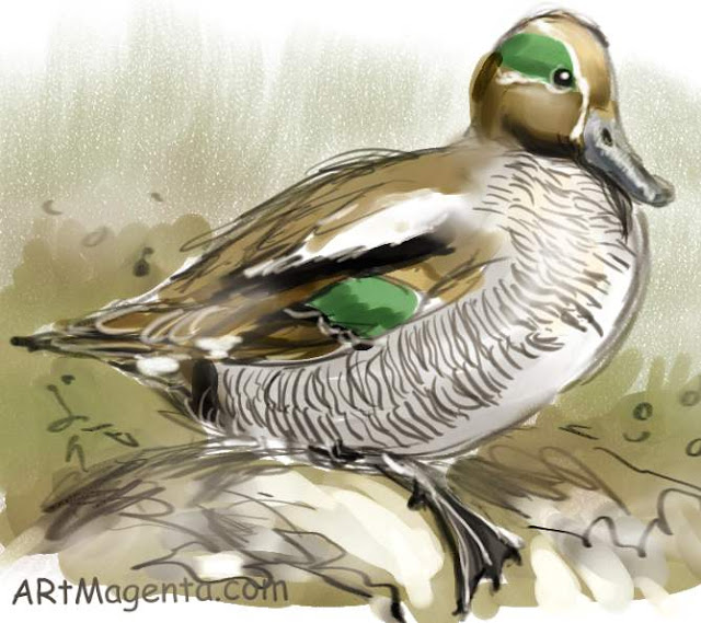 Teal is a bird sketch by artist and illustrator Artmagenta