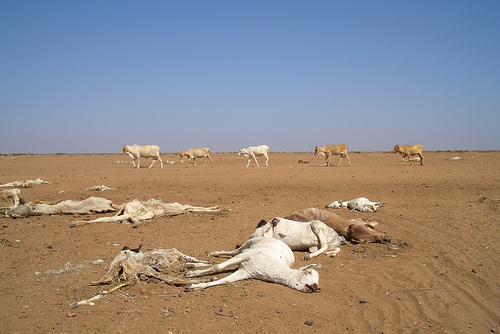 The Big Wobble - more wild weather Carcasses-in-baringo