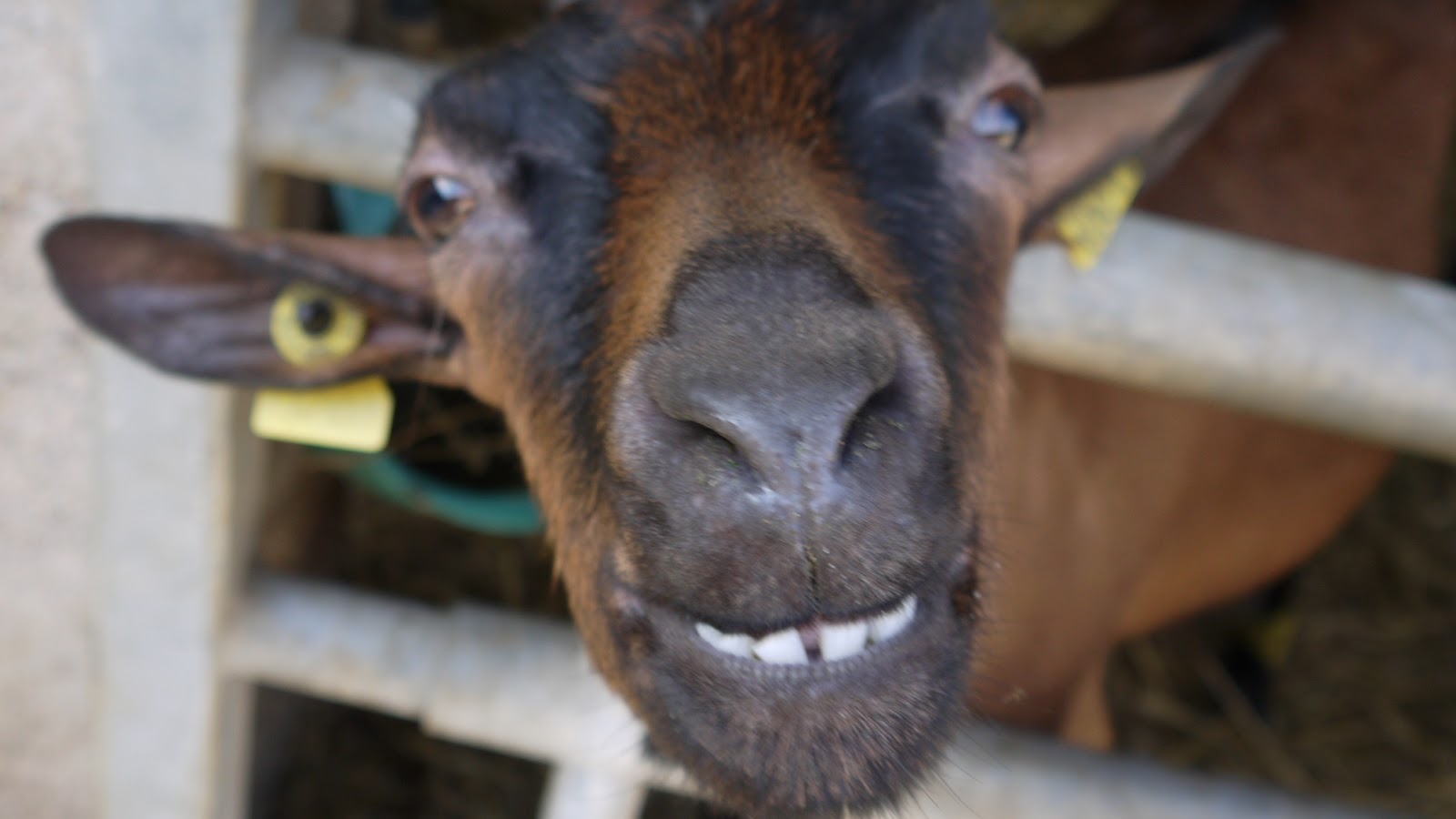 Inside the Wendy House A Smiling French Goat Project 52