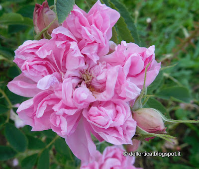 rosa OMAR KHAYYM confetture di rosa petali essicati erbe officinali ed aromatiche nel giardino della fattoria didattica dell ortica a Savigno Valsamoggia Bologna vicino Zocca in Appennino