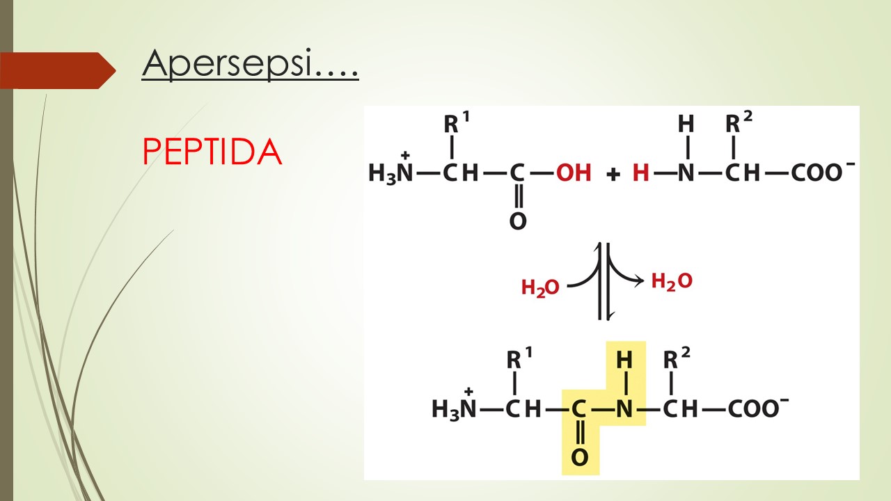 PPT Peptida dan Struktur Protein ~ KIMIA ORGANIK 2018 SMK-SMAK MAKASSAR