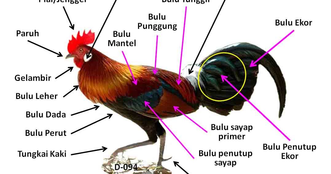 Bagian Bagian Daging Sapi Beserta Gambar Bagian Bagian Daging Sapi Beserta Gambar