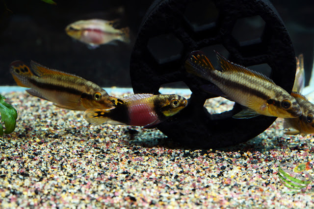 F1. Pelvicachromis subocellatus(Moanda)