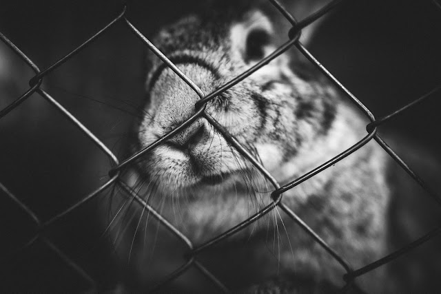 Animal pictures Animal pictures