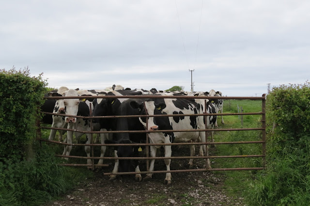 A herd of Friesian cows gathered at a metal barred gate.