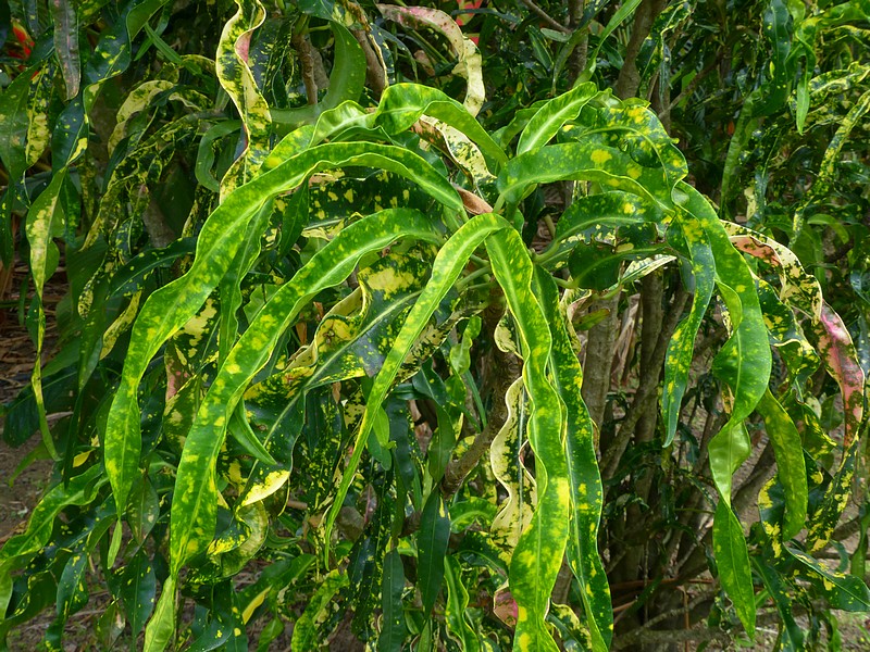 Faaxaal Photos nature gratuites et libres de droits Codiaeum