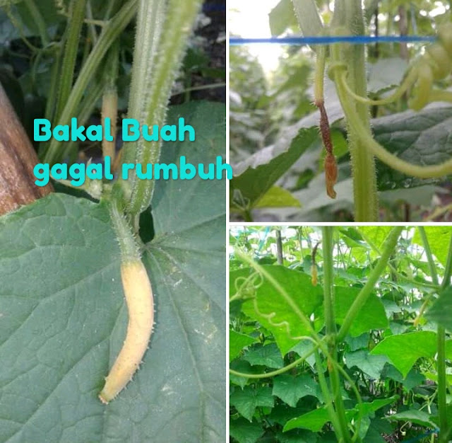 Penyebab Bakal Buah Timun gagal Tumbuh - Tanitek