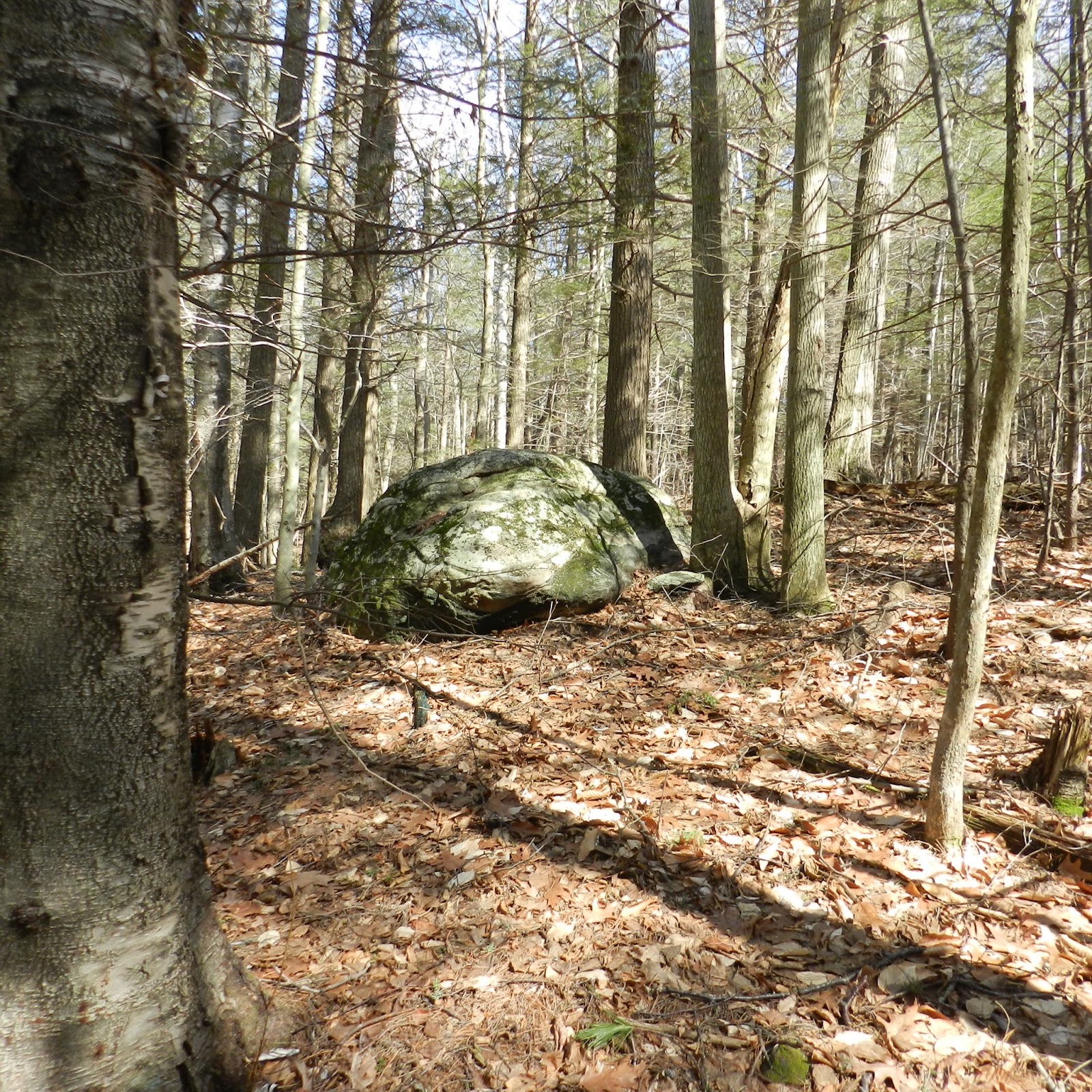 Friends of Buckland State Forest, MA (US) March 2016