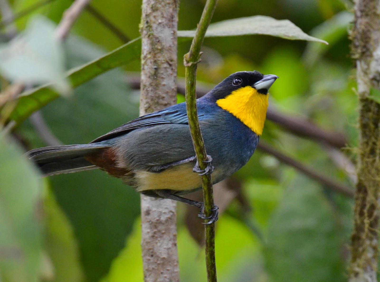 Purplish-Mantled Tanager, Iridosornis porphyrocephalus