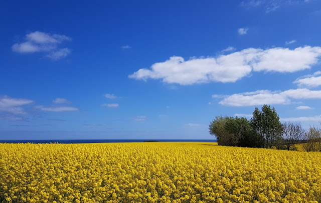 Hier bei uns im Norden: Die Rapsblüte in Schleswig-Holstein. Rapsfelder vor der Steilküste in Hohenfelde.