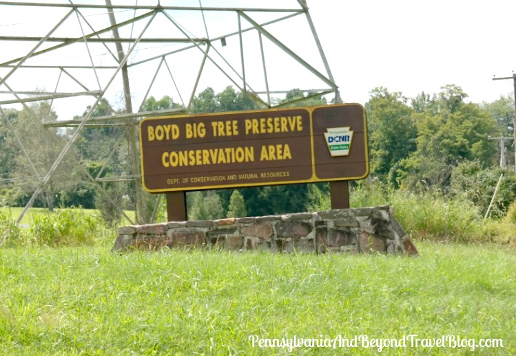 Pennsylvania & Beyond Travel Blog Hiking at Boyd Big Tree Preserve