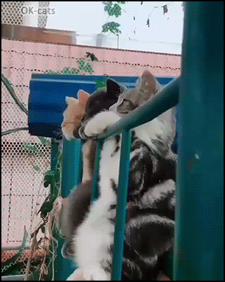 Funny Cat GIF • 3 cool cats chilling out in a funny and weird way haha like sleepy monkeys Funny Cat GIF • 3 cool cats chilling out in a funny and weird way haha like sleepy monkeys