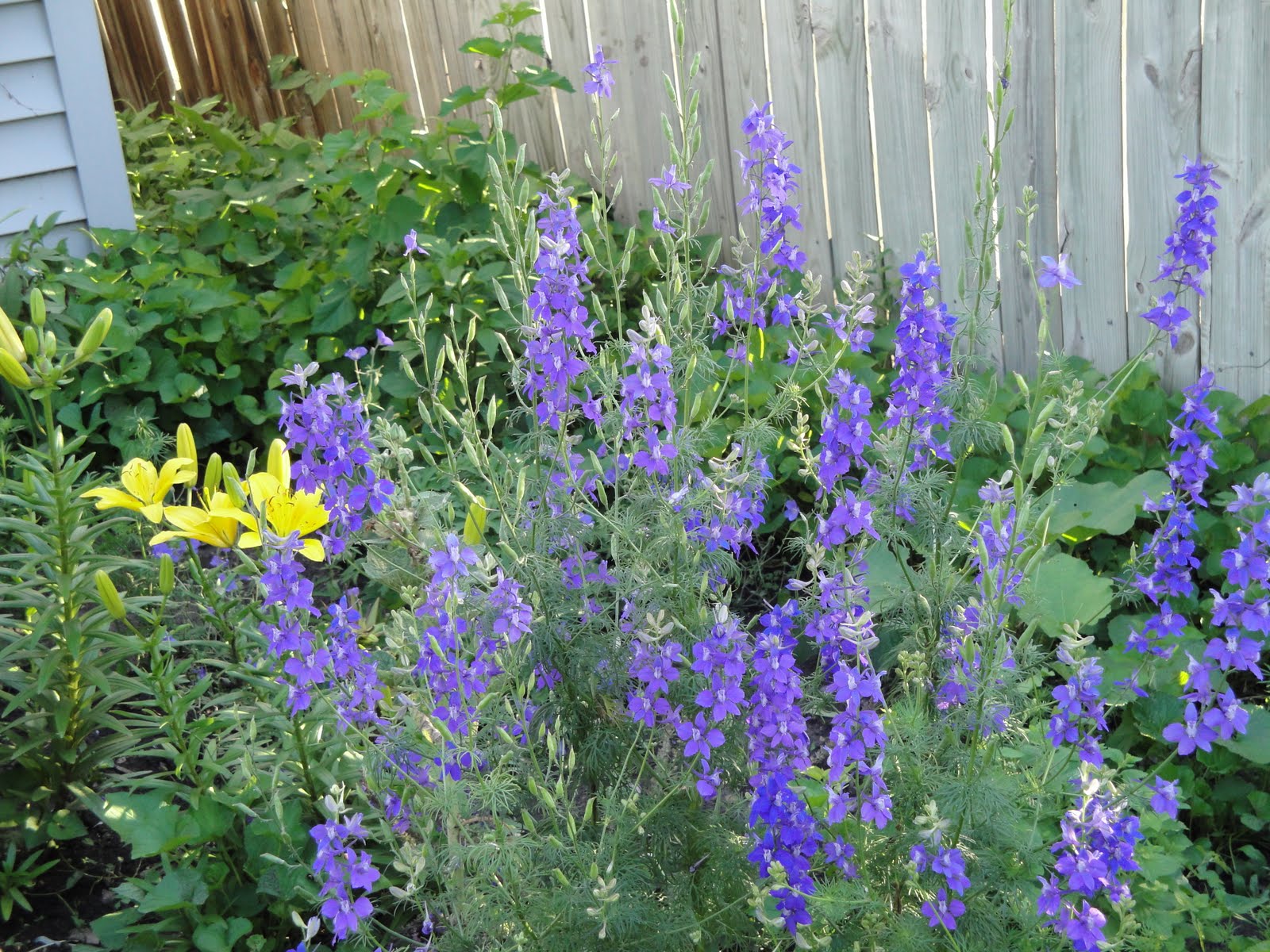 Prairie Spirits Lavender and Larkspur