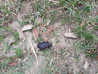 gratuit photo scarabée nature insecte sol herbe